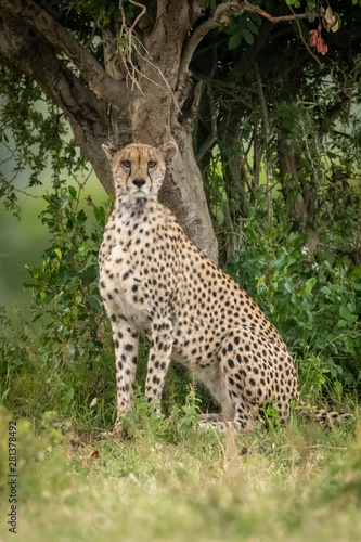 Cheetah sits under tree staring over savannah