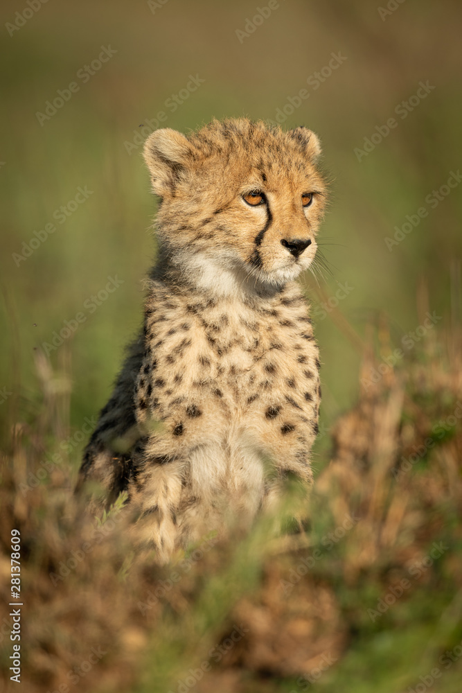 Cheetah cub sits in grass facing right Cheetah cub sits in grass facing right