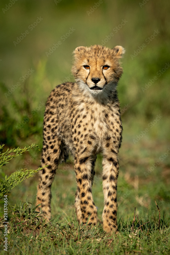 Cheetah cub stands facing camera on grass Cheetah cub stands facing camera on grass