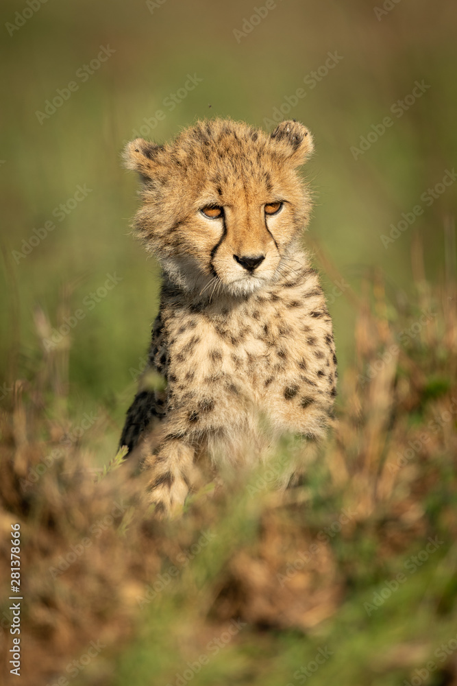 Cheetah cub sits in grass looking right Cheetah cub sits in grass looking right