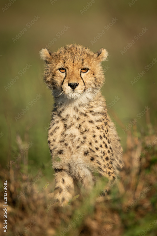 Cheetah cub sits facing camera in grass Cheetah cub sits facing camera in grass