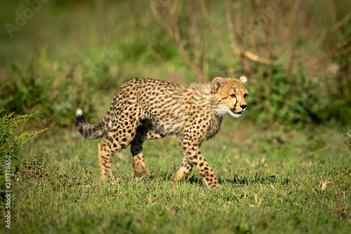 Cheetah cub walks over grass in sunshine