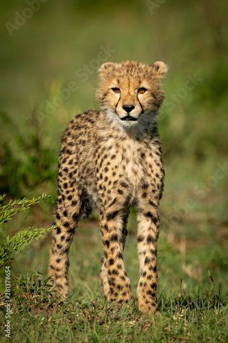Cheetah cub stands facing camera on grass
