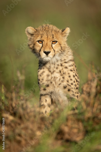 Cheetah cub sits in grass facing camera
