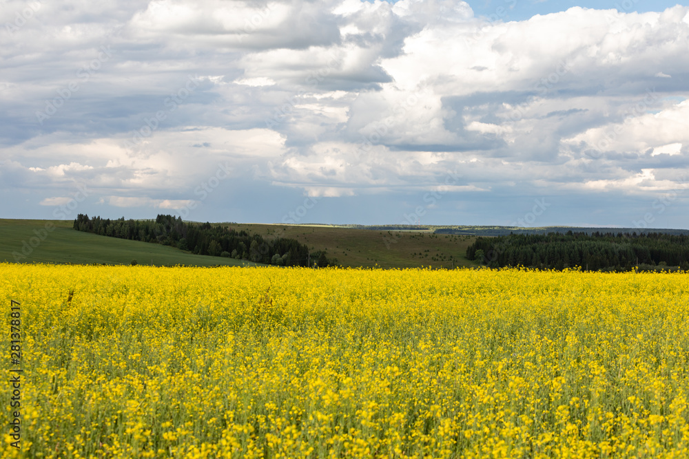 Agricultural flowering fields. Landscape with yellow and blue