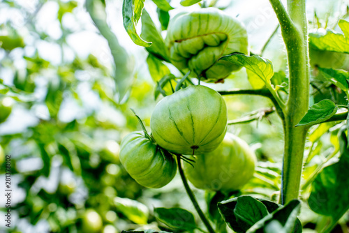Branch with growing green tomatoes on the organic plantation, close-up view
