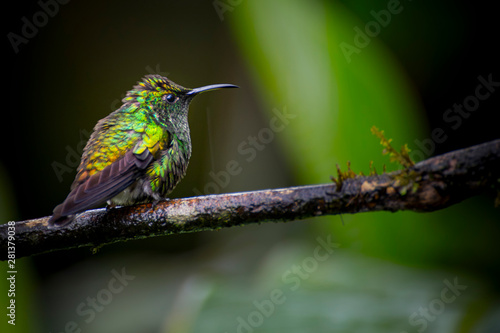 A close picture of a shiny green hummingbird sitting on a branch. These small birds are a colorful inhabitants of the rainforests, jungles and countrysides of Costa Rica.