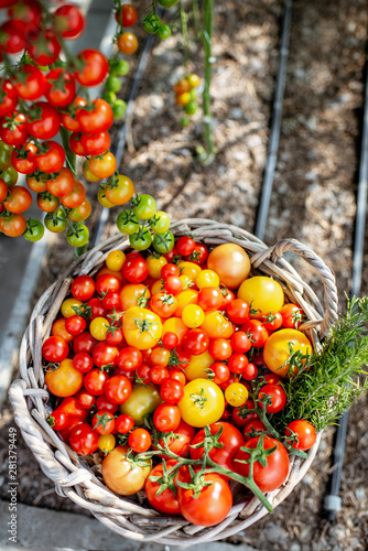 Fototapeta Naklejka Na Ścianę i Meble -  Rich harvest with lots of freshly plucked cherry tomatoes on the organic farm