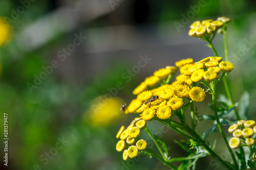Yellow wild flowers branch close-up shot  sunny day  copy space