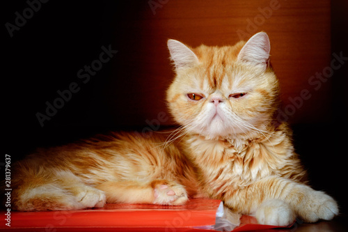 Картината върху платно The charming kitty of exotic breed quietly sits.