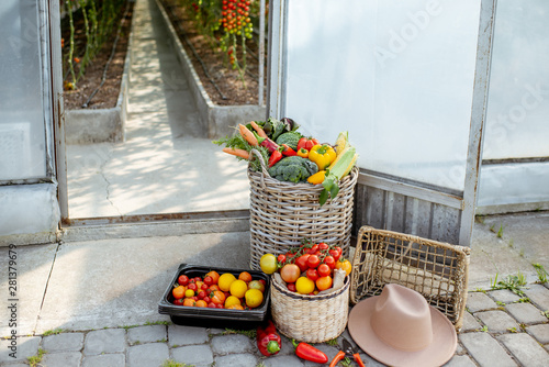 Obraz na plátně Baskets filled with freshly plucked vegetables and tomatoes on the organic farm