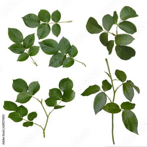 Fototapeta Naklejka Na Ścianę i Meble -  Green rose leaves isolated on white