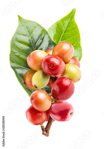 Red coffee beans on a branch of coffee tree, ripe and unripe berries isolated on white background with clipping path