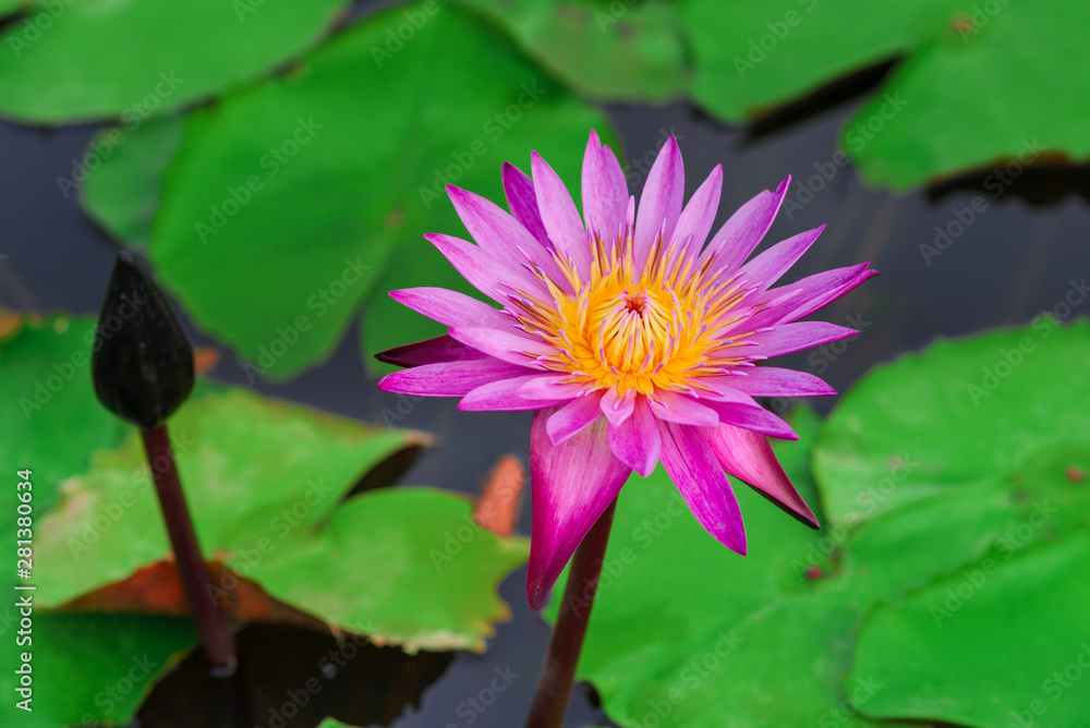 Beautiful pink lotus flower or waterlily blooming and green leaf in pond Beautiful pink lotus flower or waterlily blooming and green leaf in pond