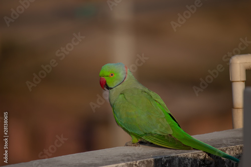 Indian Parrot © Ankit