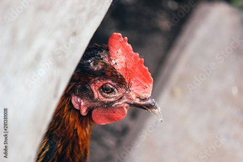 Sad brown hen detail. Unhealty looking chicken. Animal abuse, cruelty to animals. Chicken diseases, mildew on head. Chicken cages, free range chickens