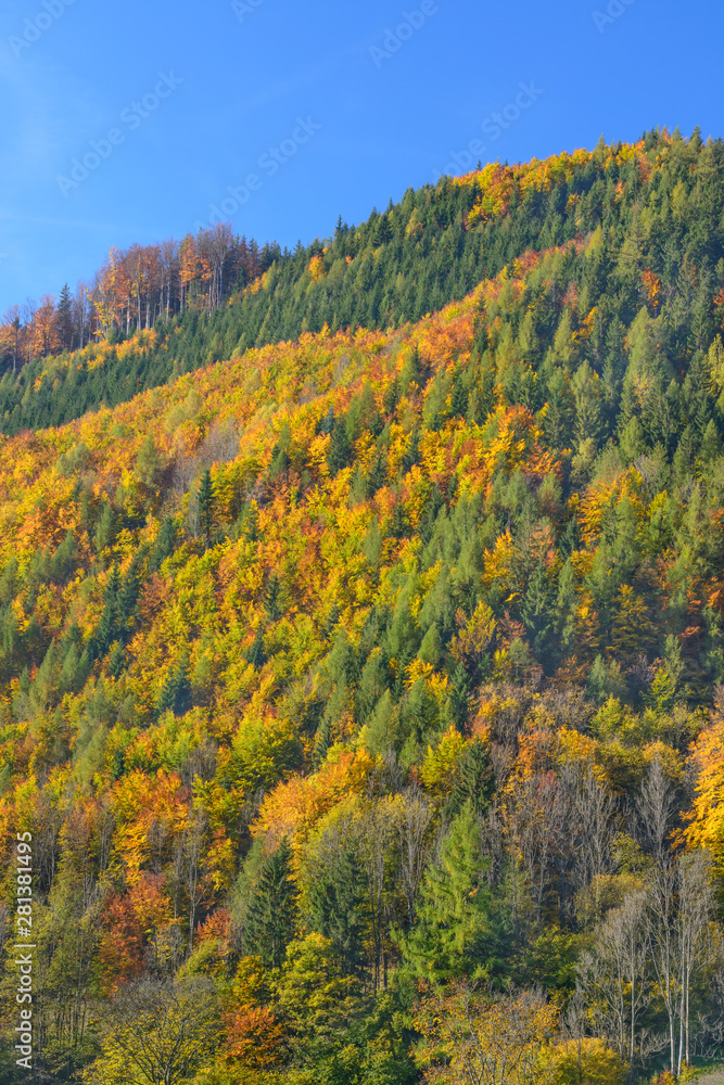 View of the autumn wood