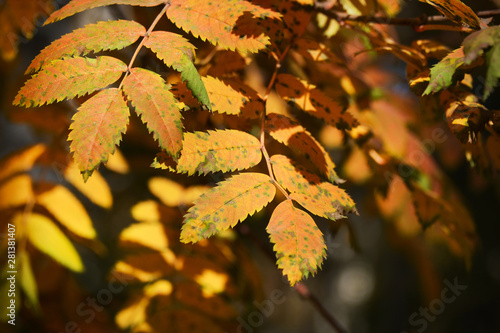 Yellow and orange Rowan leaves in autumn