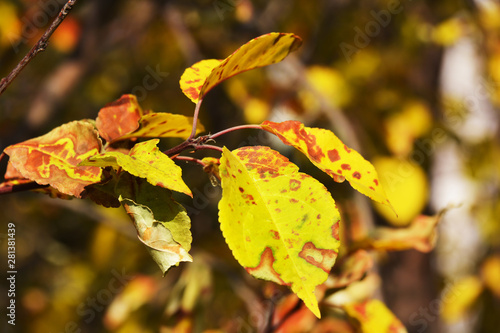 Red yellow leaves of the plant in autumn