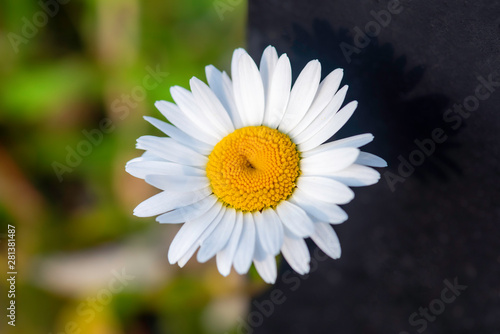 daisy on a green background