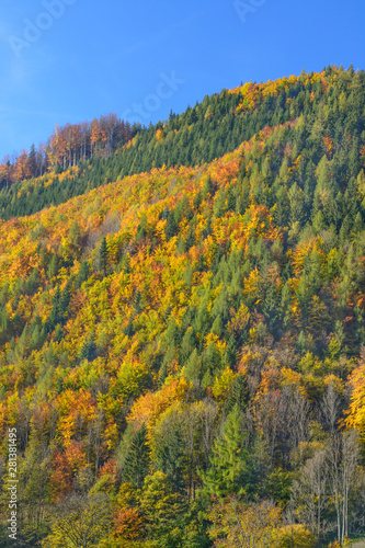 View of the autumn wood © Antiqva