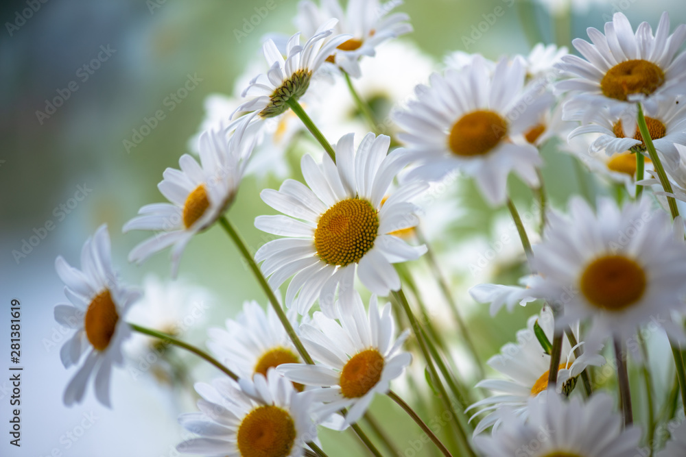 Fototapeta premium field of daisies