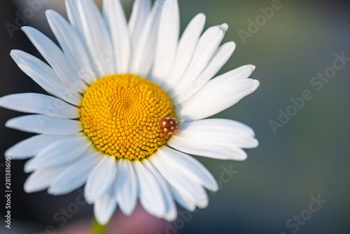 daisy on green background