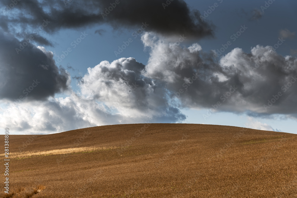 Ripe grain field in summer afternoon.