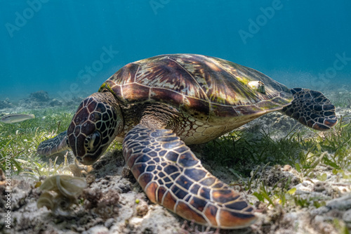 Close up view of a green sea turtle feeding on a sea grass. Green sea turtles are herbivores. The jaw is serrated to help the turtle easily chew seagrasses and algae, its primary food sources.