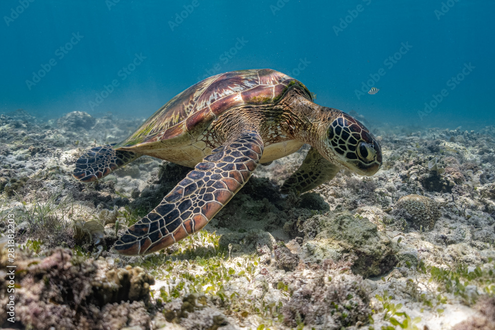 Fototapeta premium Close up view of a green sea turtle feeding on a sea grass. Green sea turtles are herbivores. The jaw is serrated to help the turtle easily chew seagrasses and algae, its primary food sources.