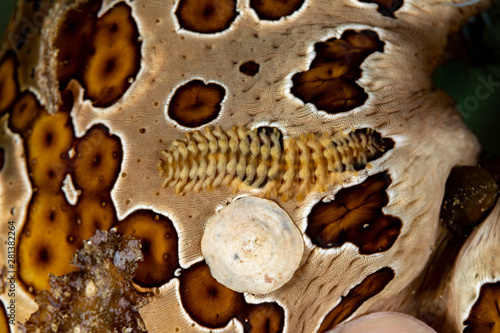 Sea Cucumber Scale Worm, Gastrolepidia clavigera, crawling on its host photo