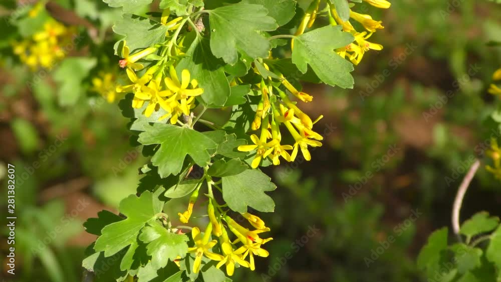 Yellow flowers of black currant in the Spring Garden Yellow flowers of black currant in the Spring Garden