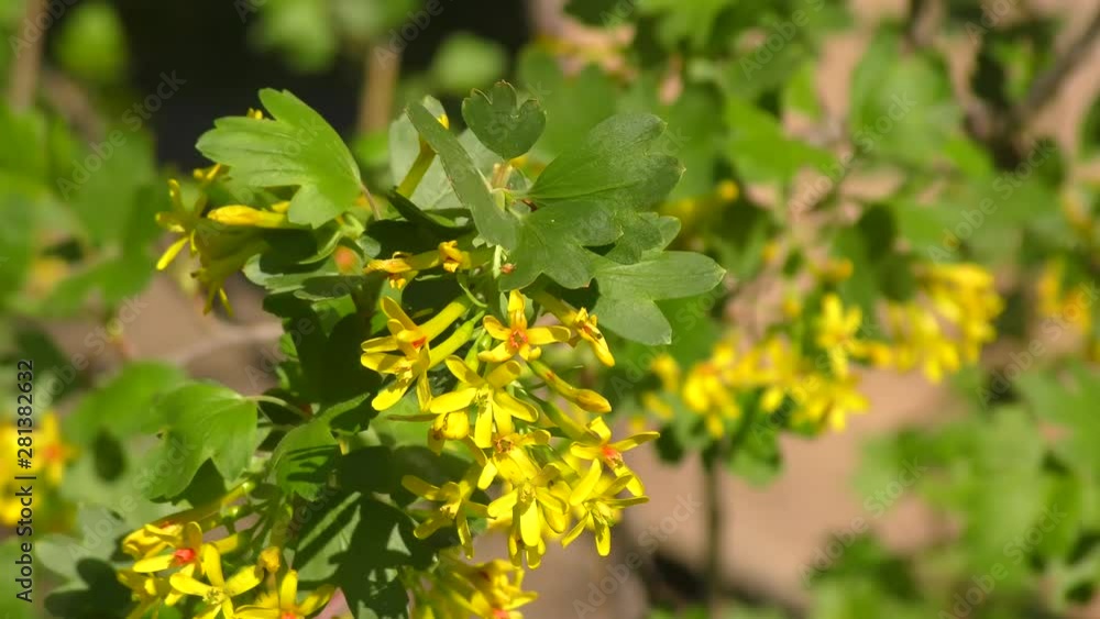 Yellow flowers of black currant in the Spring Garden Yellow flowers of black currant in the Spring Garden