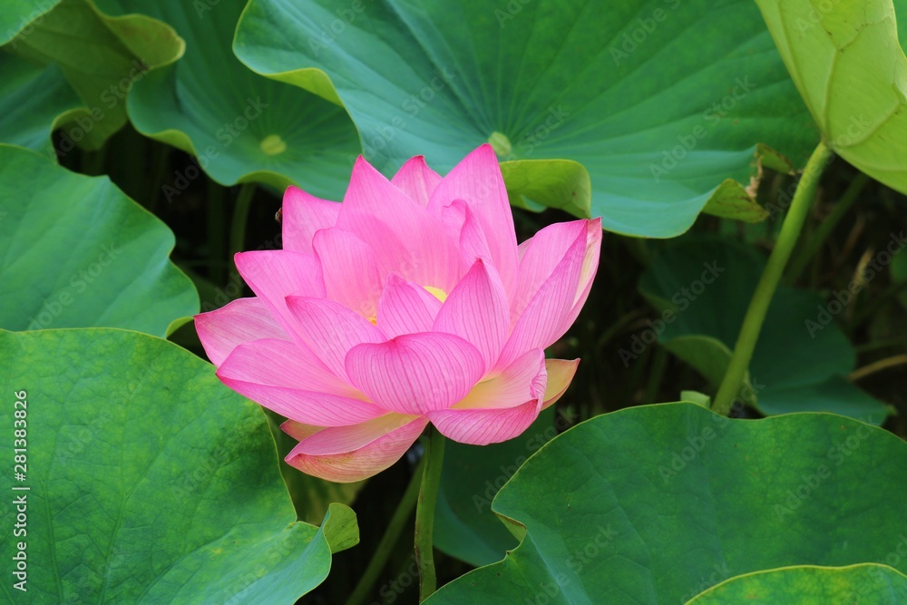 花 大賀ハス 夏 茨城 花 大賀ハス 夏 茨城
