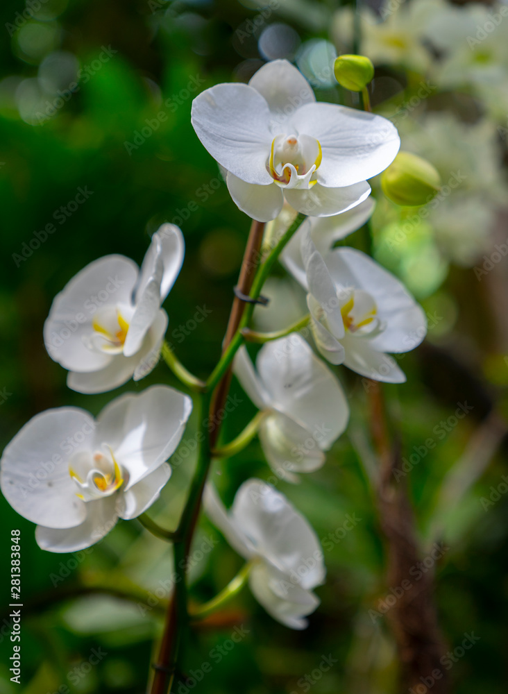 Fototapeta premium a branch of a beautiful orchid outdoors amidst nature