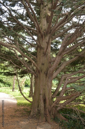 big tree trunk of leyland cypress - Cupressus × leylandii