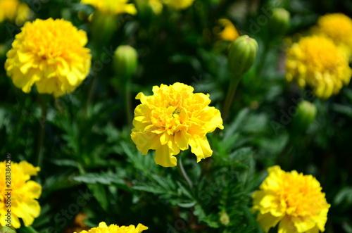 Beautiful marigold flowers with bright green leaves in the sun rise