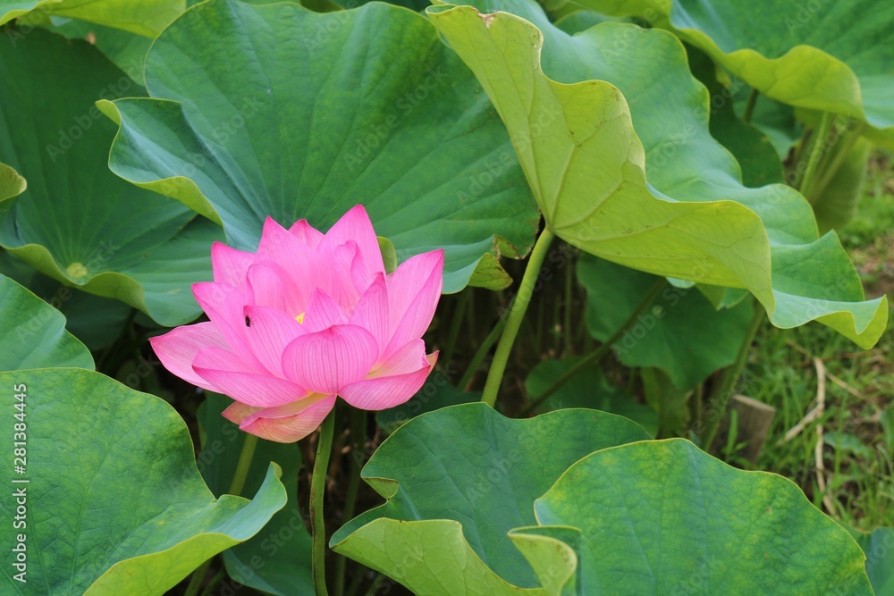 花 大賀ハス 夏 茨城 Stock Photo Adobe Stock