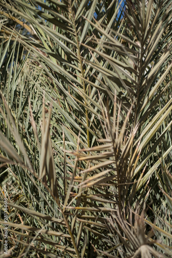 Plant abstract Plant abstract