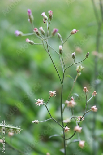 flowers in the garden