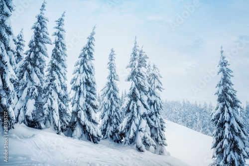 fir trees covered with snow. beautiful winter landscape © ver0nicka