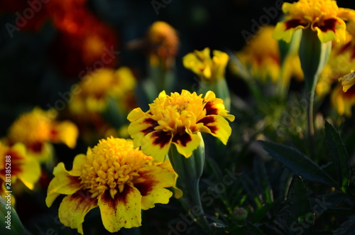 Beautiful marigold flowers with bright green leaves in the sun rise