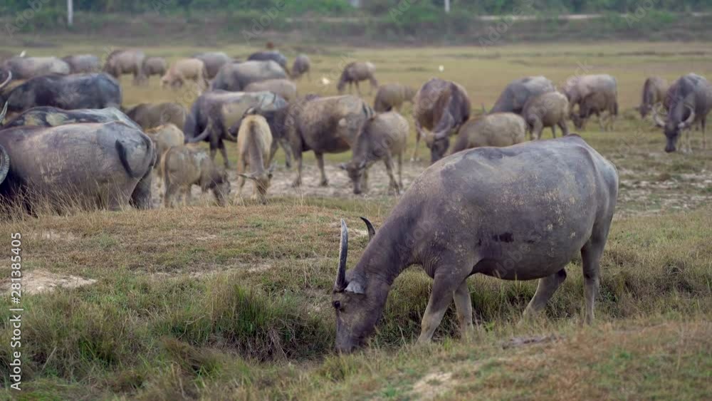A water buffalo dirtied from dry mud eating grass near its herd in the rural area of Thailand A water buffalo dirtied from dry mud eating grass near its herd in the rural area of Thailand