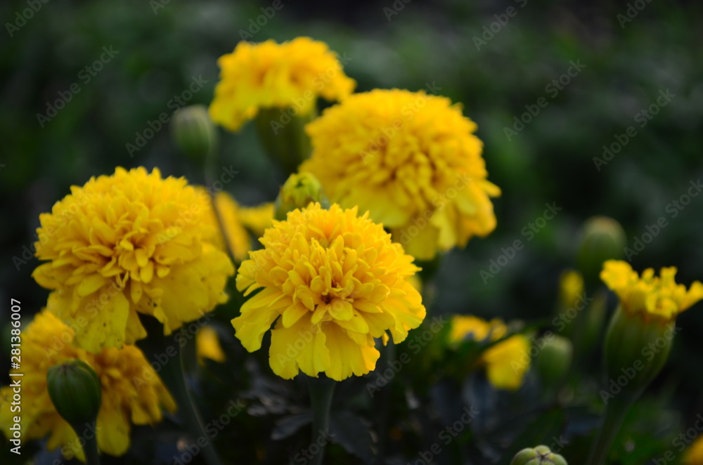 Beautiful marigold flowers with bright green leaves in the sun rise Beautiful marigold flowers with bright green leaves in the sun rise