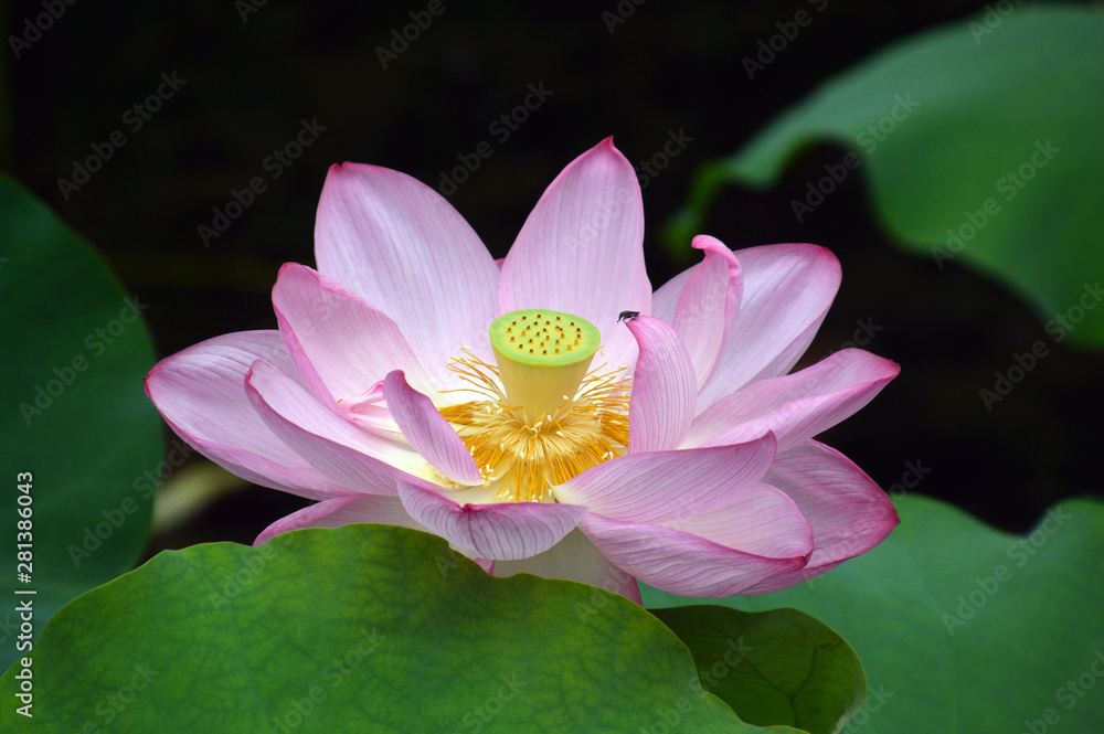 ピンクの花びらが大きく開き 雄しべ 雌しべ 花托がはっきりと見えるハスの花 Stock Photo Adobe Stock