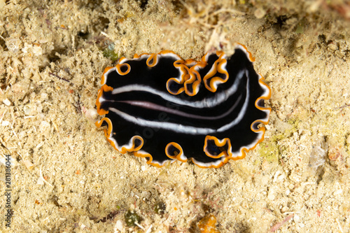The flatworms, flat worms, Platyhelminthes, Plathelminthes, or platyhelminths are a phylum of relatively simple bilaterian, unsegmented, soft-bodied invertebrates