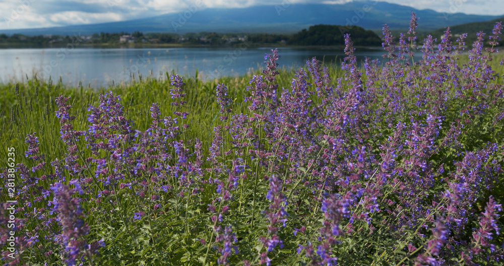 Naklejka premium Fujisan and Lavender field in Kawaguchiko in Japan