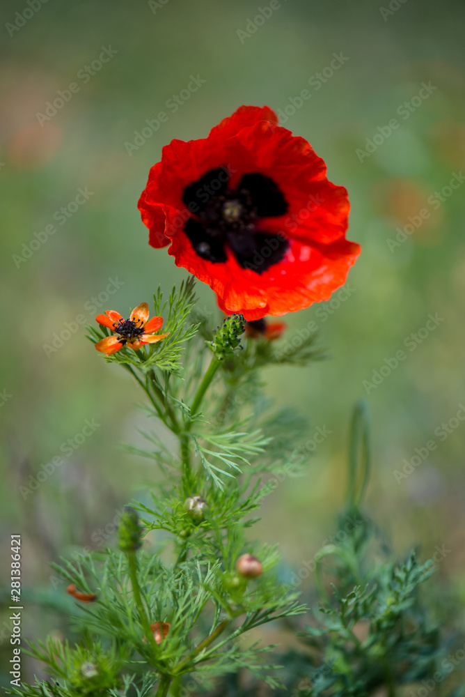 The summer pheasant's-eye, or Adonis Aestivalis, and  wild poppy