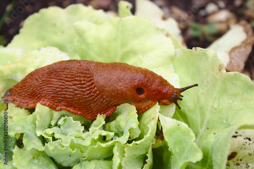 Rote Wegschnecke im Salat photo