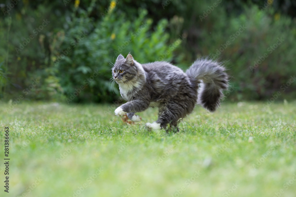 Obraz premium side view of a young blue tabby maine coon cat with fluffy tail and white paws raunning on grass in nature hunting something